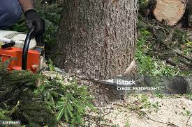 Best Lot and Land Clearing  in Wheaton, IL