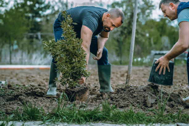 Best Commercial Tree Services  in Wheaton, IL