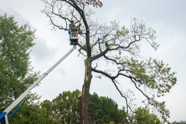 Wheaton, IL Tree Services Company