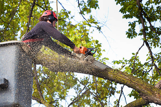 Best Lawn Disease Treatment  in Wheaton, IL